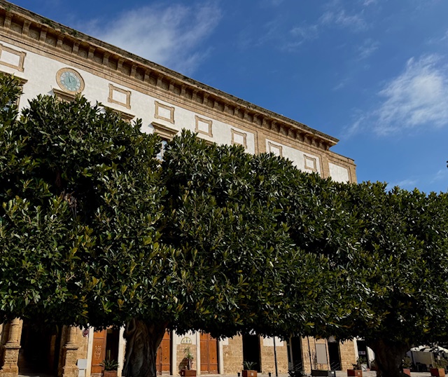 Ficus di piazza Scandaliato, puliti i tronchi imbrattati da azione vandalica